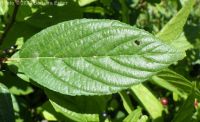 alderleaf buckthorn (<em>Rhamnus alnifolia</em>)