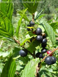 alderleaf buckthorn (<em>Rhamnus alnifolia</em>)