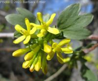 golden currant (<em>Ribes aureum var. aureum</em>)
