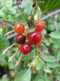 golden currant (<em>Ribes aureum var. aureum</em>)
