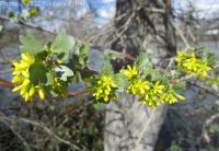 golden currant (<em>Ribes aureum var. aureum</em>)