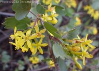 golden currant (<em>Ribes aureum var. aureum</em>)