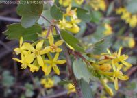 golden currant (<em>Ribes aureum var. aureum</em>)