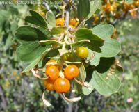 golden currant (<em>Ribes aureum var. aureum</em>)