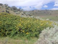 Harison's yellow rose, Oregon Trail rose (<em>Rosa harisonii</em>)