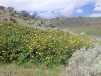 Harison's yellow rose, Oregon Trail rose (<em>Rosa harisonii</em>)