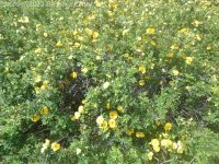 Harison's yellow rose, Oregon Trail rose (<em>Rosa harisonii</em>)