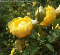 Harison's yellow rose, Oregon Trail rose (<em>Rosa harisonii</em>)