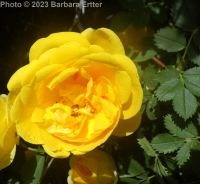 Harison's yellow rose, Oregon Trail rose (<em>Rosa harisonii</em>)