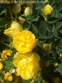 Harison's yellow rose, Oregon Trail rose (<em>Rosa harisonii</em>)