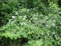 multiflora rose (<em>Rosa multiflora</em>)