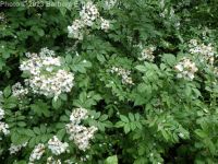 multiflora rose (<em>Rosa multiflora</em>)