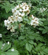 multiflora rose (<em>Rosa multiflora</em>)