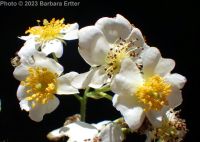 multiflora rose (<em>Rosa multiflora</em>)