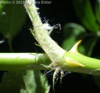 multiflora rose (<em>Rosa multiflora</em>)