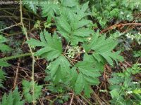 cutleaf or evergreen blackberry (<em>Rubus laciniatus</em>)