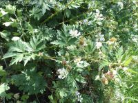 cutleaf or evergreen blackberry (<em>Rubus laciniatus</em>)