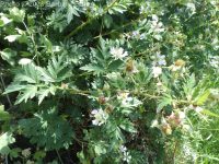 cutleaf or evergreen blackberry (<em>Rubus laciniatus</em>)