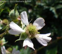 cutleaf or evergreen blackberry (<em>Rubus laciniatus</em>)