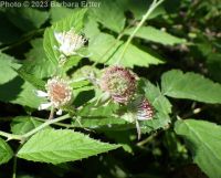 blackcap raspberry (<em>Rubus leucodermis</em>)