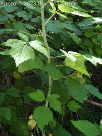 blackcap raspberry (<em>Rubus leucodermis</em>)