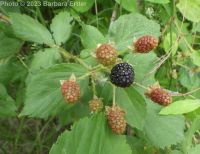 Pennsylvania blackberry (<em>Rubus pensilvanicus</em>)