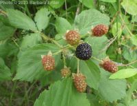 Pennsylvania blackberry (<em>Rubus pensilvanicus</em>)