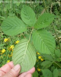 Pennsylvania blackberry (<em>Rubus pensilvanicus</em>)