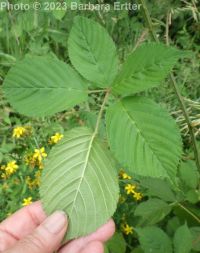 Pennsylvania blackberry (<em>Rubus pensilvanicus</em>)