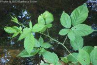 Pennsylvania blackberry (<em>Rubus pensilvanicus</em>)