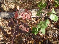 Pennsylvania blackberry (<em>Rubus pensilvanicus</em>)