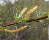 sandbar or narrowleaf willow (<em>Salix exigua var. exigua</em>)