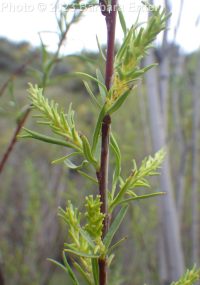 sandbar or narrowleaf willow (<em>Salix exigua var. exigua</em>)