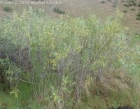 sandbar or narrowleaf willow (<em>Salix exigua var. exigua</em>)