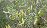 sandbar or narrowleaf willow (<em>Salix exigua var. exigua</em>)
