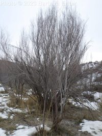 sandbar or narrowleaf willow (<em>Salix exigua var. exigua</em>)