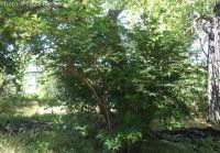 red elderberry (<em>Sambucus racemosa var. microbotrys</em>)