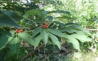 red elderberry (<em>Sambucus racemosa var. microbotrys</em>)