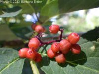 red elderberry (<em>Sambucus racemosa var. microbotrys</em>)