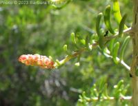 greasewood (<em>Sarcobatus vermiculatus</em>)
