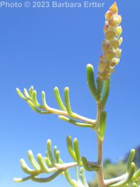 greasewood (<em>Sarcobatus vermiculatus</em>)