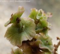 greasewood (<em>Sarcobatus vermiculatus</em>)