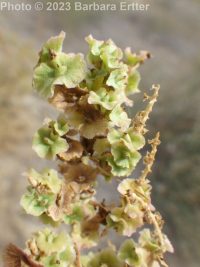 greasewood (<em>Sarcobatus vermiculatus</em>)