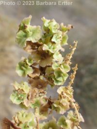greasewood (<em>Sarcobatus vermiculatus</em>)