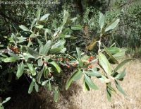 buffalo-berry (<em>Shepherdia argentea</em>)