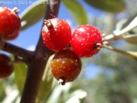 buffalo-berry (<em>Shepherdia argentea</em>)