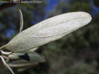 buffalo-berry (<em>Shepherdia argentea</em>)