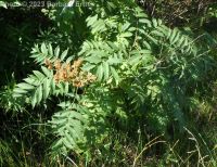 false spirea (<em>Sorbaria sorbifolia</em>)