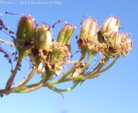 false spirea (<em>Sorbaria sorbifolia</em>)