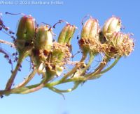 false spirea (<em>Sorbaria sorbifolia</em>)